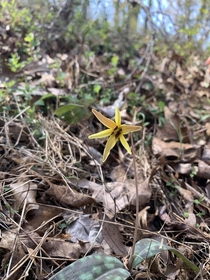 Yellow trout lily found on a trail
