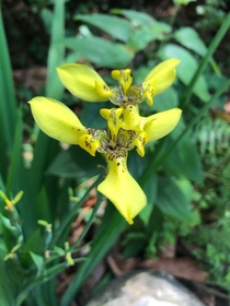 Yellow Walking Iris Trimezia steyermarkii 