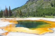 Yellowstone - green pool 