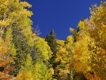 Yes the sky is really that blue Aspens in the Sangre de Cristo Mountains near Santa Fe NM 