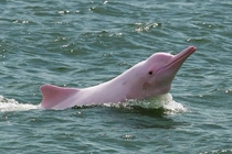 Yes there is a type of dolphin in the Amazon River and it is pink