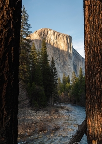 Yosemite Through the Trees