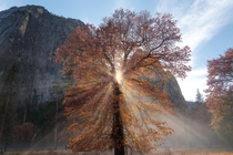 Yosemite Valley Light - Yosemite CA USA 