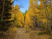 You can tell that its an aspen tree because of the way it is - Guanella Pass Colorado   x 