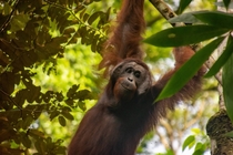 Young alpha orangutan in Borneo 