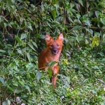 Young Dhole emerging from the undergrowth Cuon Alpinus