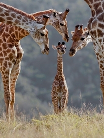 Young Giraffe Inspected by its Adults 