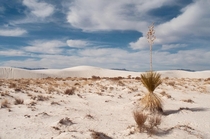 Yucca at White Sands National Park New Mexico 