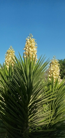 Yucca flowers part