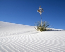 Yucca waves White Sands National Monument New Mexico USA 