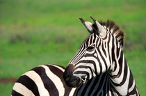 Zebra Photo credit to Sebastian Musial