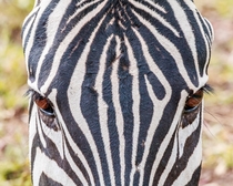 Zebra up close and personal at Ngorongoro Crater in Tanzania Africa
