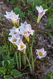 Zephyranthes simpsonii listed as a state-threatened species in Florida 