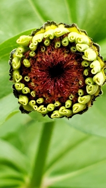 Zinnia right before blooming kind of trypophobic