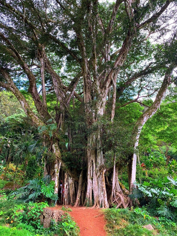  A banyan tree in Waimea Falls Park amp Botanical Gardens Ppkea Hawaii