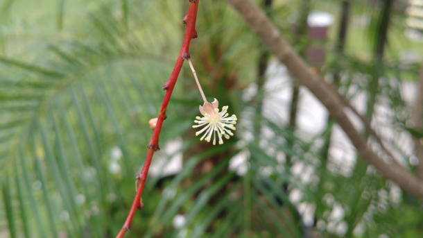  A single Croton Codiaeum variegatum flower