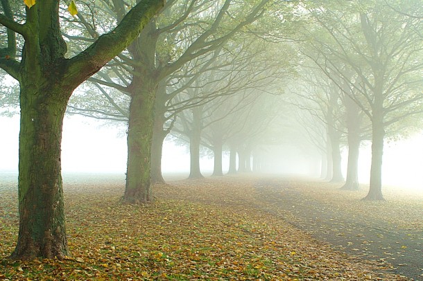  Avenue In The Fog Halton England  algoPhotos