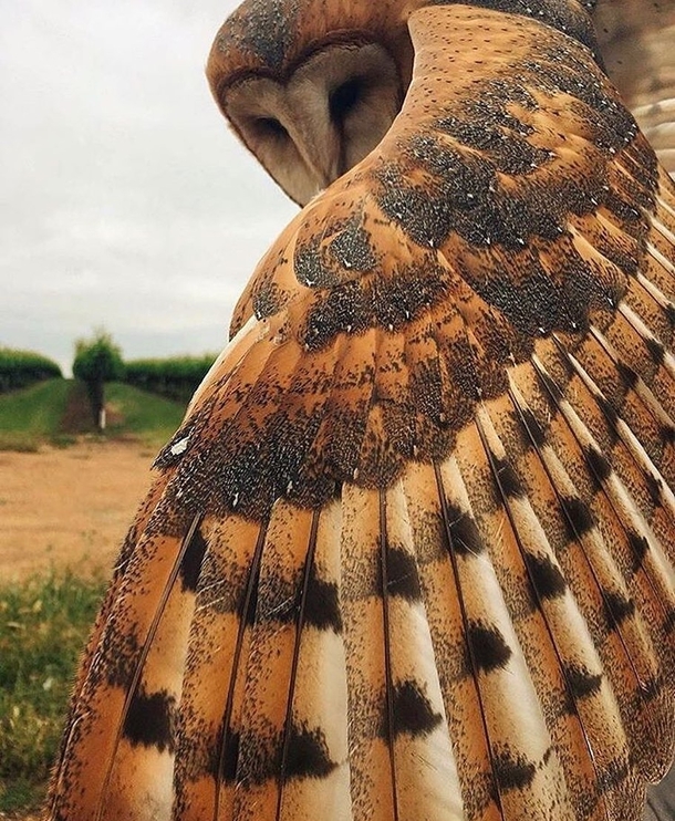  Barn Owl showing off its feathers
