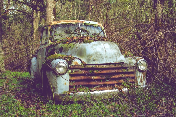  Chevy Pick-Up being reclaimed by nature