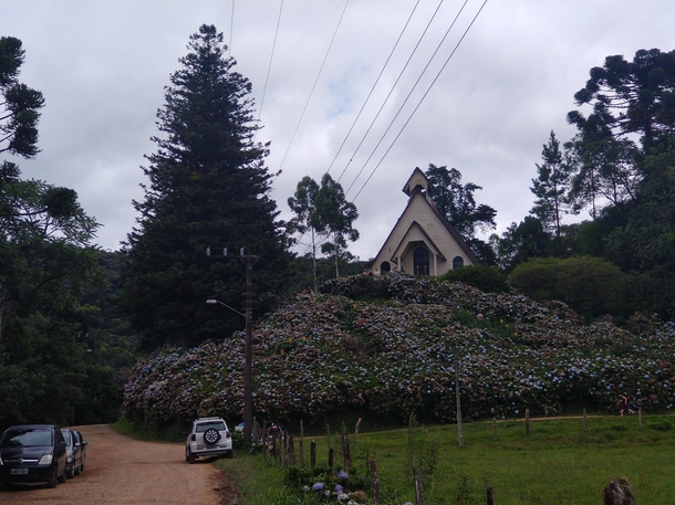  Church surrounded by hydrangeas Joinville Brazil