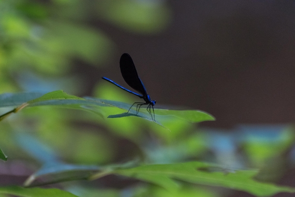  First picture I ever attempted at taking insect pictures definitely happy with the results Broad Winged Damselfly
