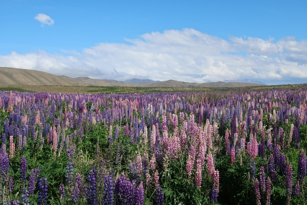  Found this flowery field on my way to lake Tekapo New Zealand it smells lovely