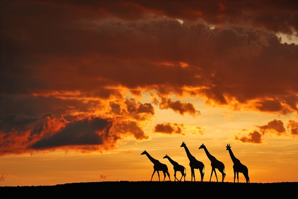  Giraffes by Muriel Vekemans 