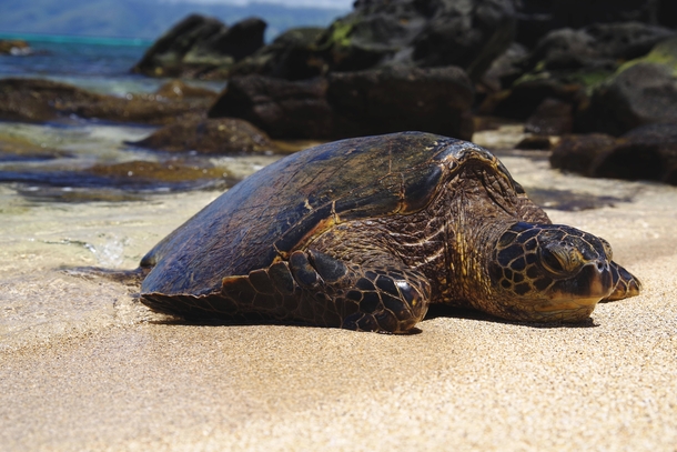  Green Sea Turtle basking in the sun West Maui