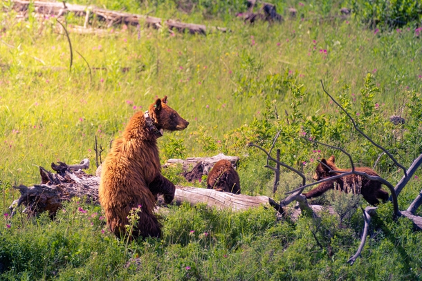  Happy Birthday Yellowstone Got to see this mama bear and her adorable cubs on my trip last year