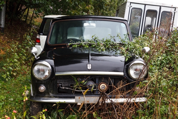  Jet Black special edition Austin Mini decaying on a Japanese hillside for more than  years 
