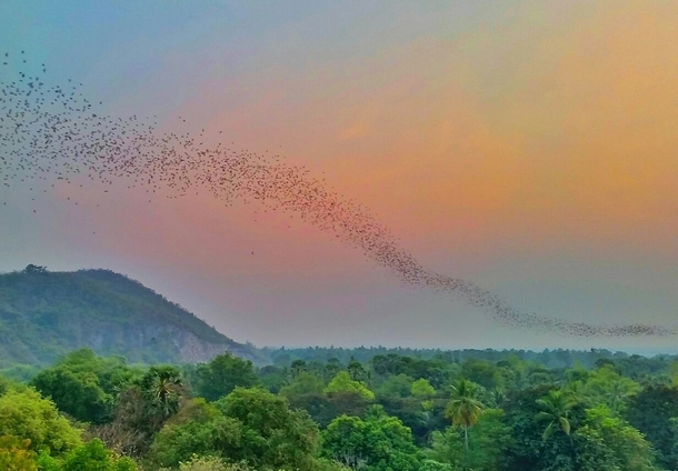  million bats fleeing their cave to grab dinner at nearby rainforest Battambang Cambodia 
