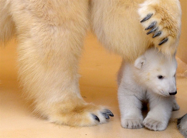  months old polar bear cub Ursus maritimus emerges from her birth cave for the st time Bremerhaven Zoo Germany  x-post rpolarbears