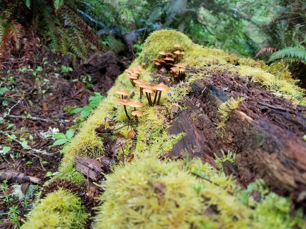  Mushrooms growing on rotting log in point defiance Washington state x