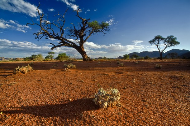  Nabib Desert Namibia    Patrick Di Fruscia