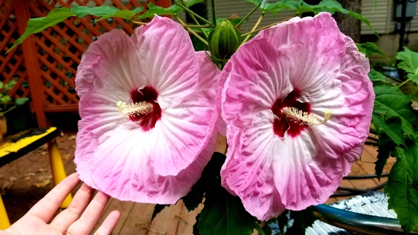  Our hibiscus is really showing off this year