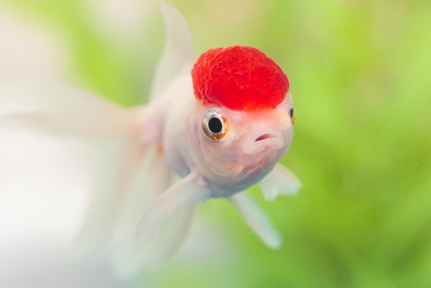  Red Cap Oranda Goldfish
