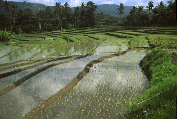  Rice fields near Tabanan Bali Indonesia  Viktor