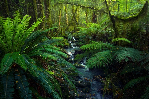  shades of green Fiordland New Zealand OC x williampatino_photography