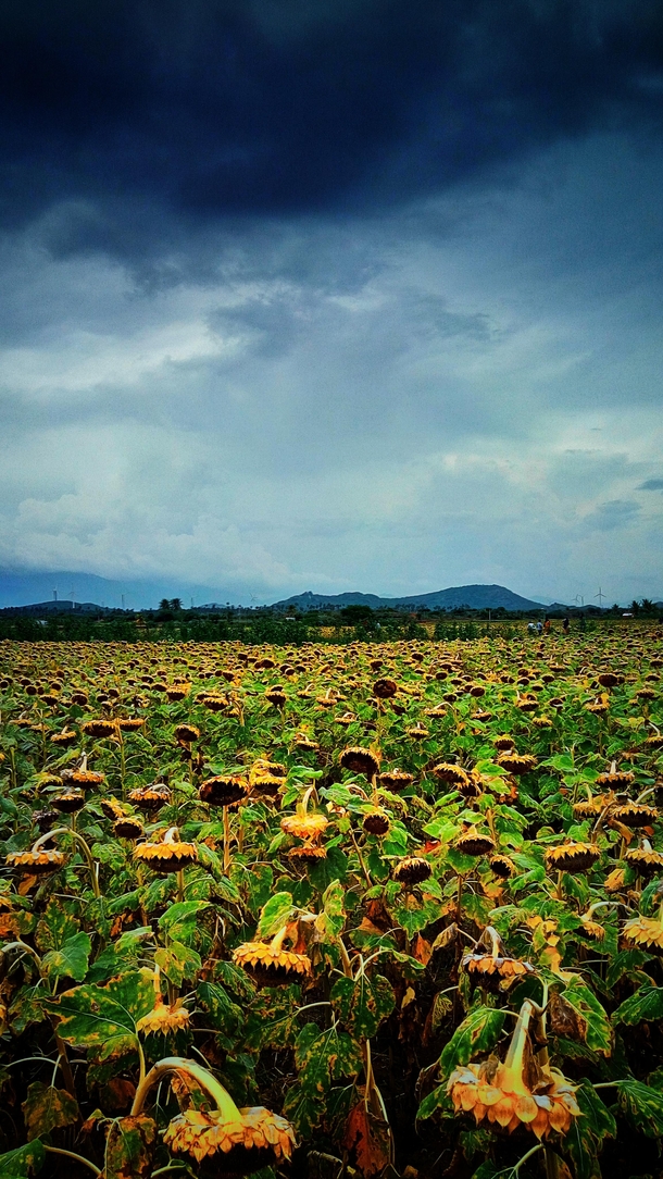  Sunflower Fields Tamil Nadu India