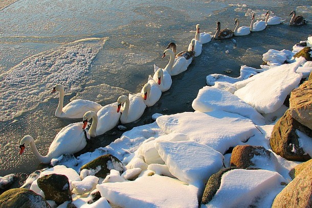  Swans in Poland Europe  maciek