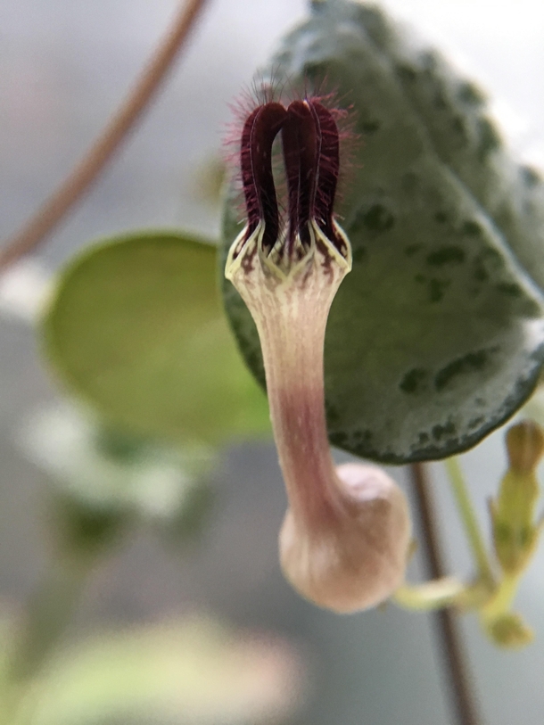  The bizzare flower of Ceropegia Woodii string of hearts