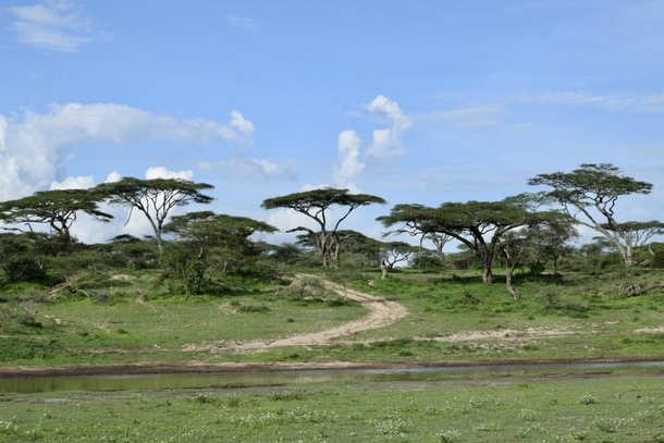  The Serengeti in Tanzania