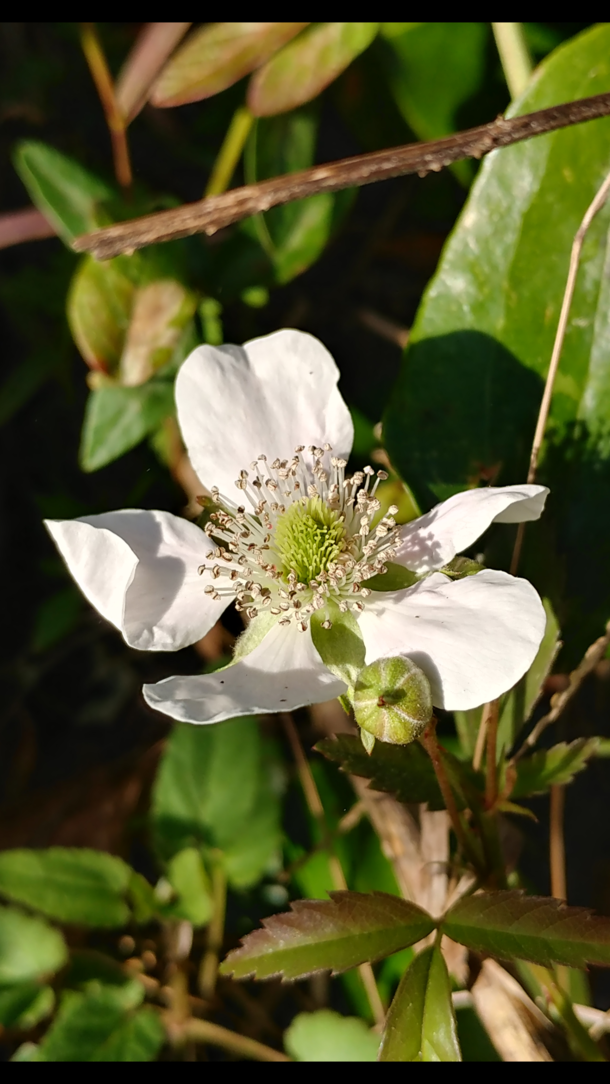  The wild brambles Rubus sp are already blooming Spring comes early in Florida