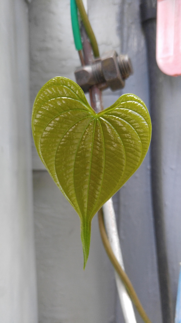  This heart shaped newly emerging Dioscorea leaf