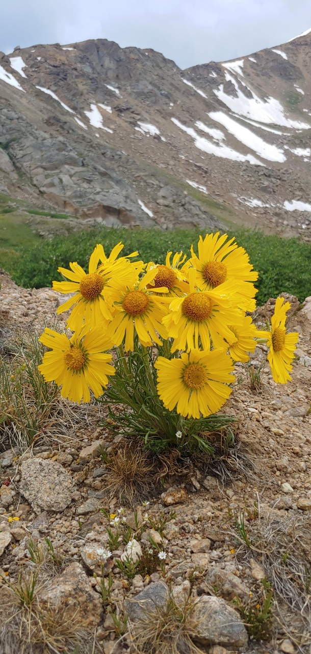  This perfect bouquet of flowers near  feet around Leadville Colorado