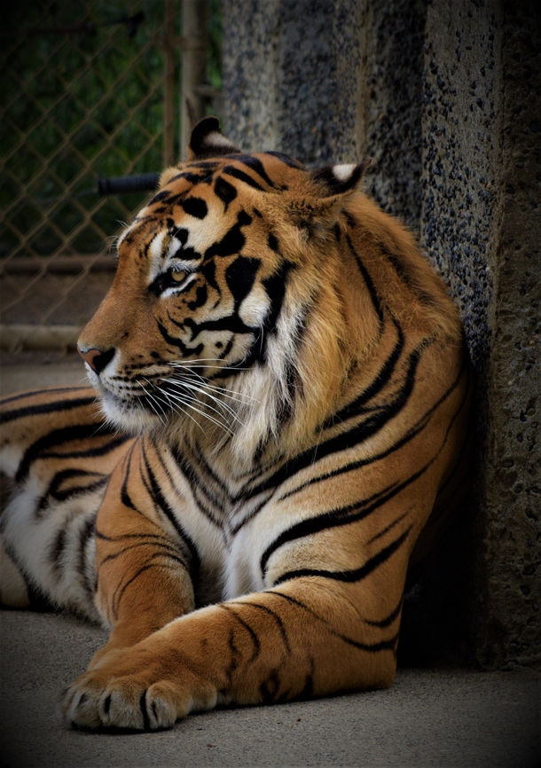  Tiger at an Oregon Zoo