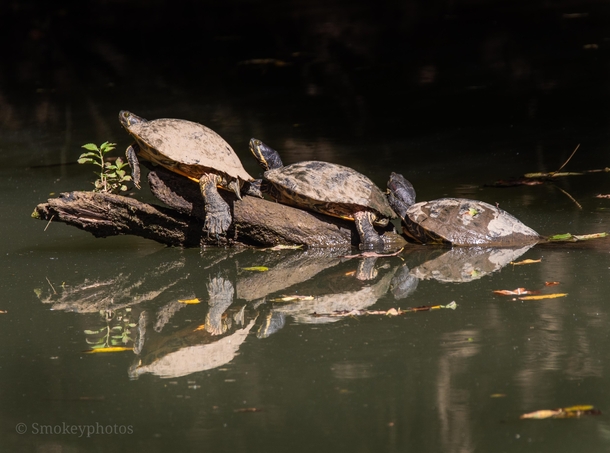  turtles laying out in the sun