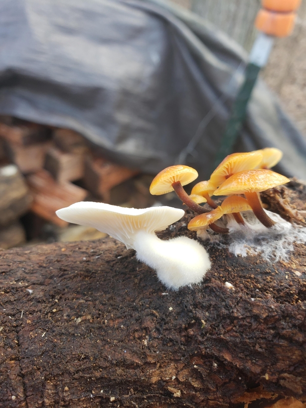  Unknown mushrooms on oak log Westminster MD