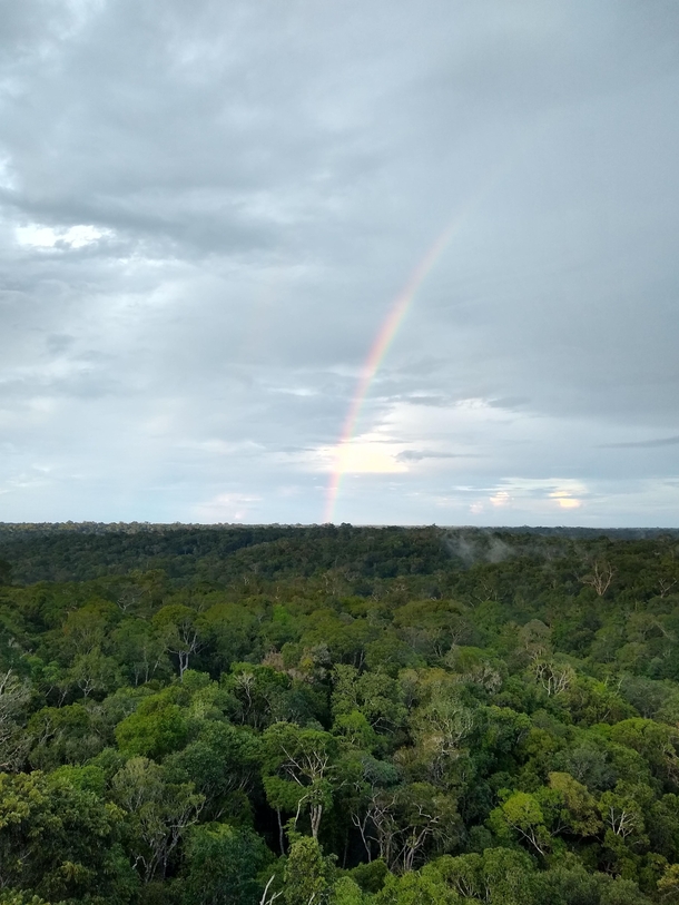  View over the rainforest of Reserva Ducke near Manaus Brazil x