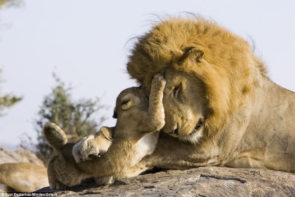  week old lion cub meets his dad for the first time 